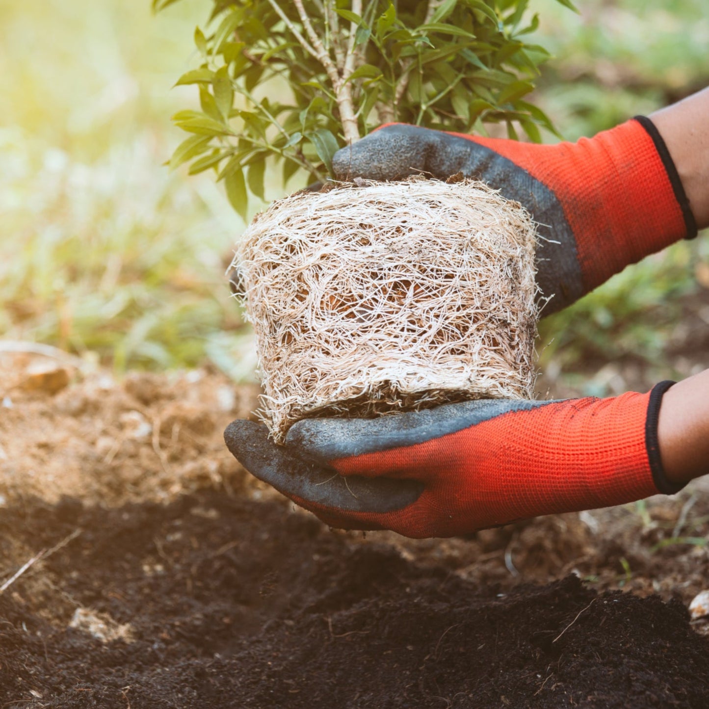 Tree & Shrub Mix Topsoil